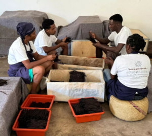 Fournisseur de vanille de qualité de Madagascar