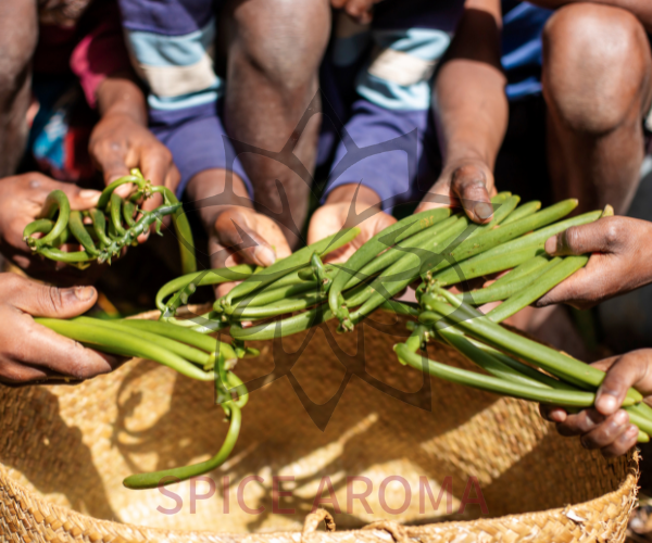 Les secrets des producteurs de vanille à Madagascar