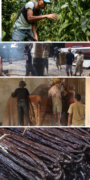 SECRET DE LA VANILLE DE MADAGASCAR